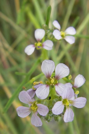 Cakile maritima \ Europischer Meersenf / Sea Rocket, D Fehmarn 3.8.2009