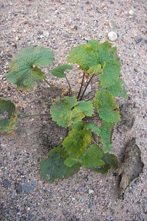 Alliaria petiolata \ Knoblauch-Rauke, Knoblauch-Hederich / Garlic Mustard, D Heidelberg 2.10.2012