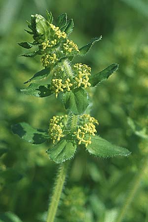 Cruciata laevipes \ Gewhnliches Kreuzlabkraut / Crosswort, D Mannheim 6.5.2006