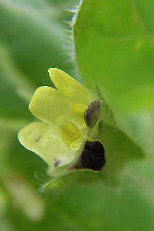 Kickxia spuria \ Unechtes Tnnel-Leinkraut / Round-Leaved Fluellen, D Buchen 7.7.2007