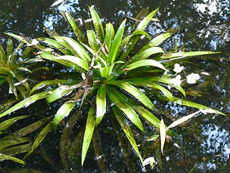 Stratiotes aloides \ Krebsschere, Wasser-Aloe / Water Soldier, D Bruchsal 13.6.2009