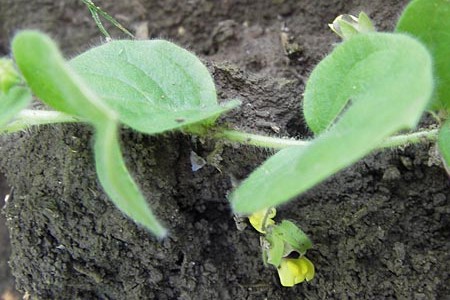 Kickxia spuria \ Unechtes Tnnel-Leinkraut / Round-Leaved Fluellen, D Philippsburg 20.8.2013