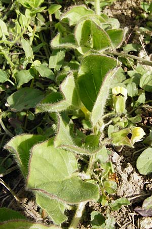 Kickxia spuria \ Unechtes Tnnel-Leinkraut / Round-Leaved Fluellen, D Oppenheim 9.8.2014