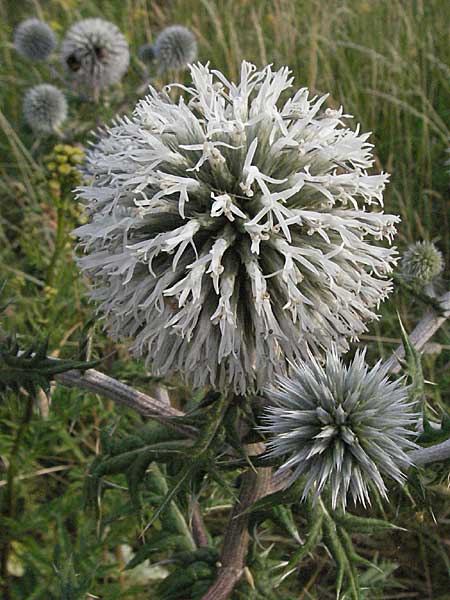 Echinops sphaerocephalus \ Drsenblttrige Kugeldistel, Rundkpfige Kugeldistel / Glandular Globe Thistle, D Viernheim 7.7.2006