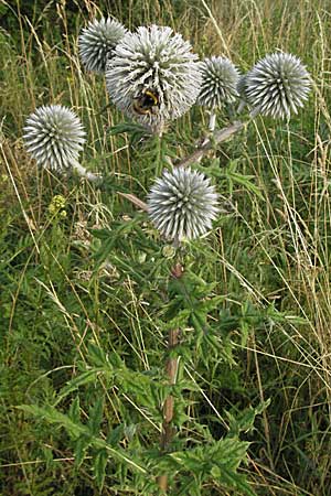 Echinops sphaerocephalus \ Drsenblttrige Kugeldistel, Rundkpfige Kugeldistel / Glandular Globe Thistle, D Viernheim 7.7.2006