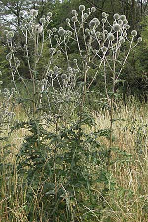Echinops sphaerocephalus \ Drsenblttrige Kugeldistel, Rundkpfige Kugeldistel / Glandular Globe Thistle, D Viernheim 7.7.2006