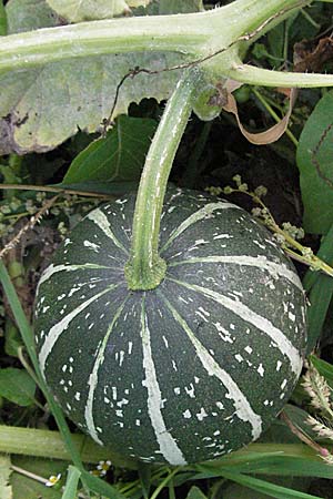 Cucurbita pepo \ Krbis / Marrow, D Dossenheim 28.9.2006