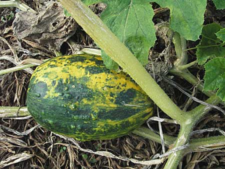 Cucurbita pepo \ Krbis / Marrow, D Lampertheim 15.10.2006