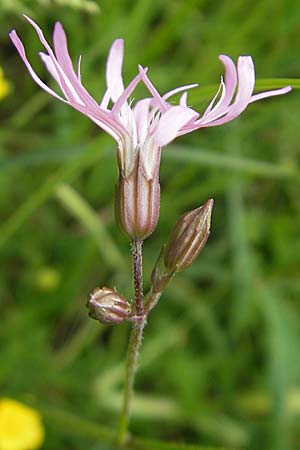 Silene flos-cuculi \ Kuckucks-Lichtnelke / Ragged Robin, D Lampertheim 16.5.2009