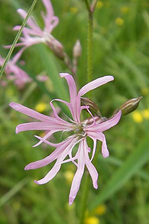 Silene flos-cuculi \ Kuckucks-Lichtnelke / Ragged Robin, D Lampertheim 16.5.2009