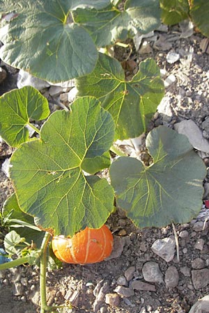 Cucurbita pepo \ Krbis / Marrow, D Mannheim 11.9.2009