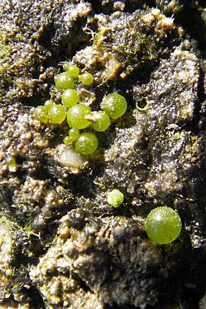 Nostoc pruniforme \ Teich-Pflaume / Mare's Eggs, D Gro&szlig;-Gerau 21.10.2009