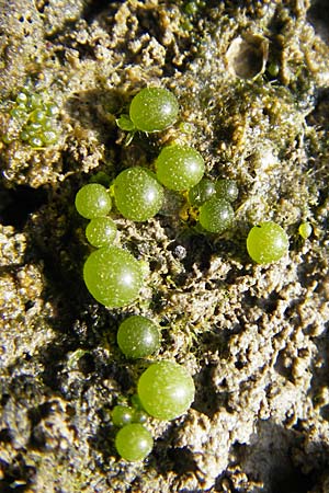 Nostoc pruniforme \ Teich-Pflaume / Mare's Eggs, D Gro&szlig;-Gerau 21.10.2009