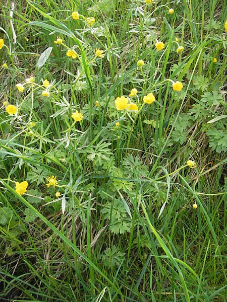 Ranunculus kunzii \ Kunz' Gold-Hahnenfu� / Kunz' Goldilocks, D Maulburg 13.4.2011