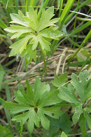 Ranunculus kunzii \ Kunz' Gold-Hahnenfu� / Kunz' Goldilocks, D Maulburg 13.4.2011