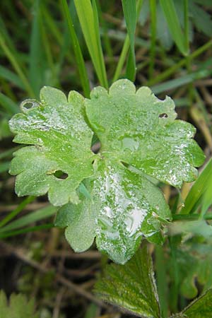 Ranunculus kunzii \ Kunz' Gold-Hahnenfu� / Kunz' Goldilocks, D Maulburg 13.4.2011