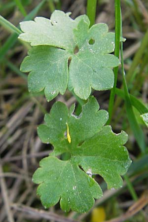 Ranunculus kunzii \ Kunz' Gold-Hahnenfu� / Kunz' Goldilocks, D Maulburg 13.4.2011
