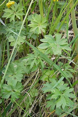 Ranunculus kunzii \ Kunz' Gold-Hahnenfu� / Kunz' Goldilocks, D Maulburg 13.4.2011
