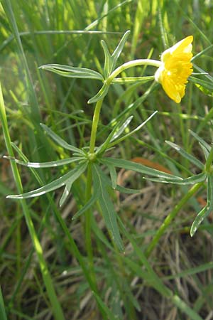 Ranunculus kunzii \ Kunz' Gold-Hahnenfu� / Kunz' Goldilocks, D Maulburg 13.4.2011