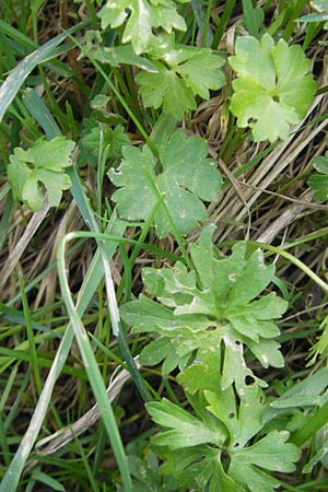 Ranunculus kunzii \ Kunz' Gold-Hahnenfu� / Kunz' Goldilocks, D Maulburg 13.4.2011