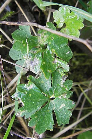 Ranunculus kunzii \ Kunz' Gold-Hahnenfu� / Kunz' Goldilocks, D Maulburg 13.4.2011