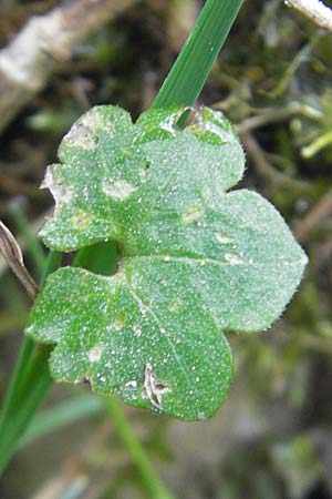 Ranunculus kunzii \ Kunz' Gold-Hahnenfu� / Kunz' Goldilocks, D Maulburg 13.4.2011