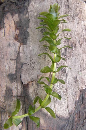 Elodea canadensis \ Kanadische Wasserpest / Canadian Waterweed, D Mannheim 15.9.2013