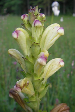 Pedicularis sceptrum-carolinum \ Karlszepter-Lusekraut, Moorknig / Moor King, Lousewort, D Ettal 21.6.2011