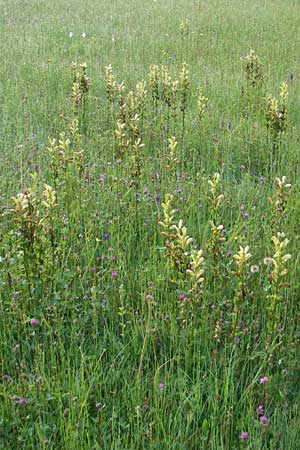 Pedicularis sceptrum-carolinum \ Karlszepter-Lusekraut, Moorknig / Moor King, Lousewort, D Ettal 21.6.2011