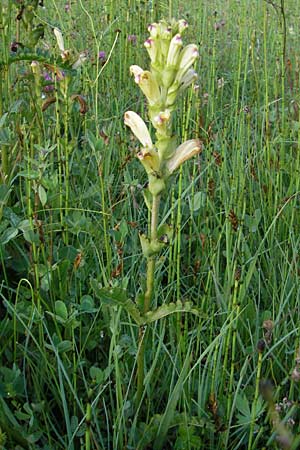 Pedicularis sceptrum-carolinum \ Karlszepter-Lusekraut, Moorknig / Moor King, Lousewort, D Ettal 21.6.2011