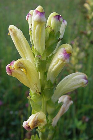 Pedicularis sceptrum-carolinum \ Karlszepter-Lusekraut, Moorknig / Moor King, Lousewort, D Ettal 21.6.2011