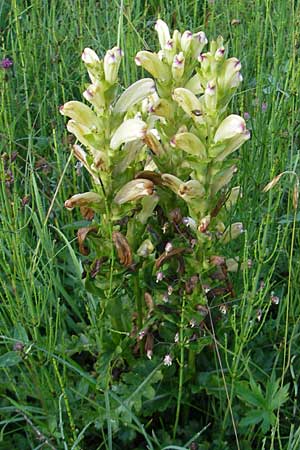 Pedicularis sceptrum-carolinum \ Karlszepter-Lusekraut, Moorknig / Moor King, Lousewort, D Ettal 21.6.2011