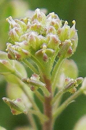 Lepidium ruderale \ Schutt-Kresse / Narrow-Leaved Pepperweed, Roadside Pepperweed, D Mannheim 3.5.2009
