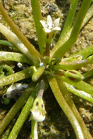 Limosella aquatica \ Schlammling, Wasser-Schlammkraut / Water Mudwort, D Karlsruhe 26.9.2009