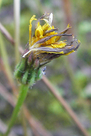 Leontodon saxatilis \ Nickender Lwenzahn / Lesser Hawkbit, Hairy Hawkbit, D Heidelberg 31.7.2012