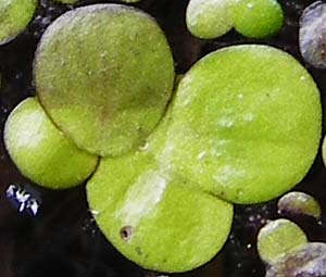 Lemna minor \ Kleine Wasserlinse / Common Duckweed, D Groß-Gerau 29.5.2014