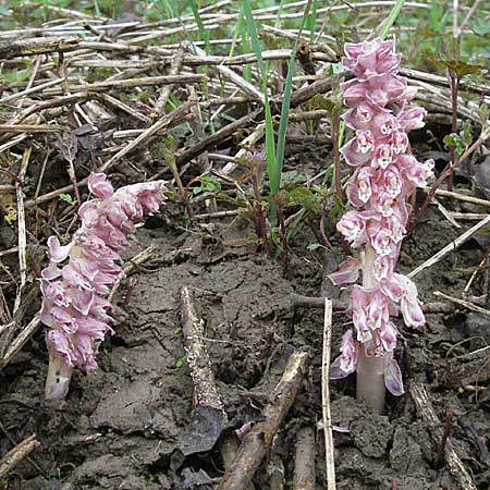 Lathraea squamaria \ Gewhnliche Schuppenwurz / Toothwort, D Mosbach 14.4.2006