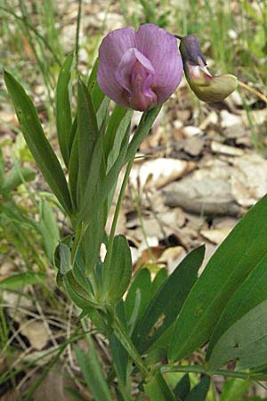Lathyrus linifolius \ Berg-Platterbse / Bitter Vetchling, D Spessart, Jossa 6.5.2006