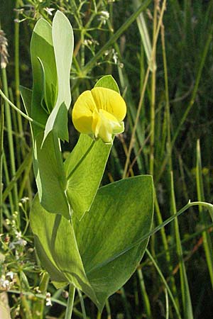 Lathyrus aphaca \ Ranken-Platterbse / Yellow Vetchling, D Bruchsal 14.6.2006