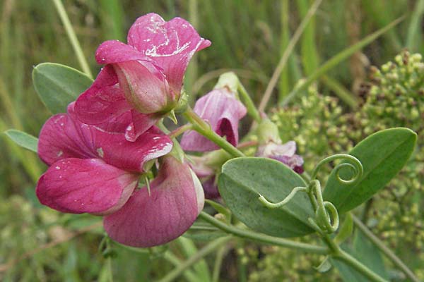 Lathyrus tuberosus \ Knollen-Platterbse / Tuberous Pea, D Neuleiningen 16.6.2006