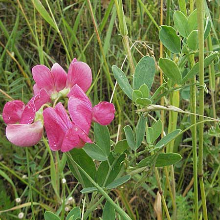 Lathyrus tuberosus \ Knollen-Platterbse / Tuberous Pea, D Neuleiningen 16.6.2006