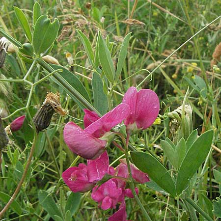 Lathyrus tuberosus \ Knollen-Platterbse / Tuberous Pea, D Neuleiningen 16.6.2006