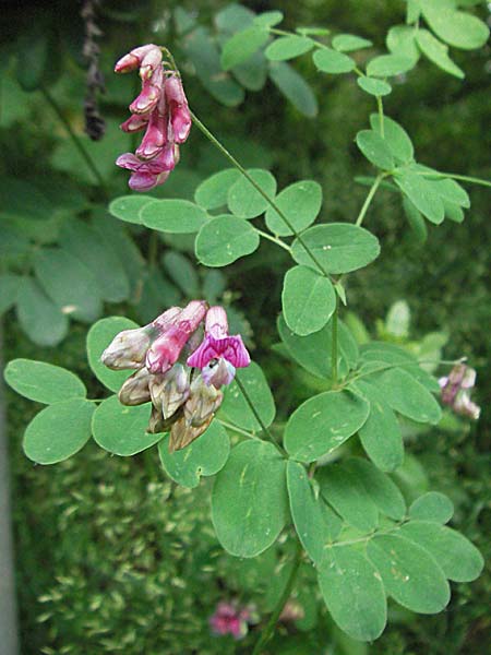 Lathyrus niger \ Schwarze Platterbse / Black Pea, D Donnersberg 16.6.2006