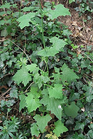 Mycelis muralis \ Gemeiner Mauer-Lattich / Wall Lettuce, D Hemsbach 16.6.2006