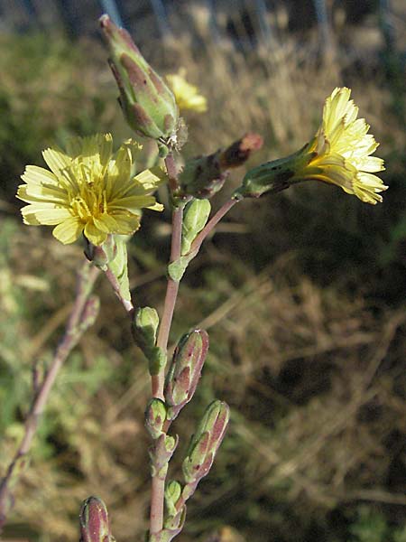 Lactuca serriola \ Kompass-Lattich, Wilder Lattich / Prickly Lettuce, D Mannheim 18.7.2006