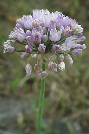 Allium angulosum \ Kanten-Lauch / Angle Onion, D Mannheim,  Friesenheimer Insel 28.7.2006