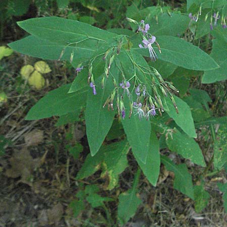 Prenanthes purpurea \ Purpur-Hasenlattich, D Heidelberg 30.7.2006