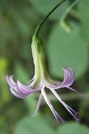 Prenanthes purpurea \ Purpur-Hasenlattich, D Heidelberg 30.7.2006