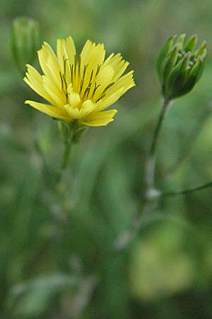 Lapsana communis subsp. communis \ Gemeiner Rainkohl / Nipplewort, D Heidelberg 4.10.2006