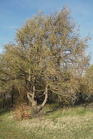 Larix decidua \ Europische Lrche / European Larch, D Neuleiningen 5.4.2007